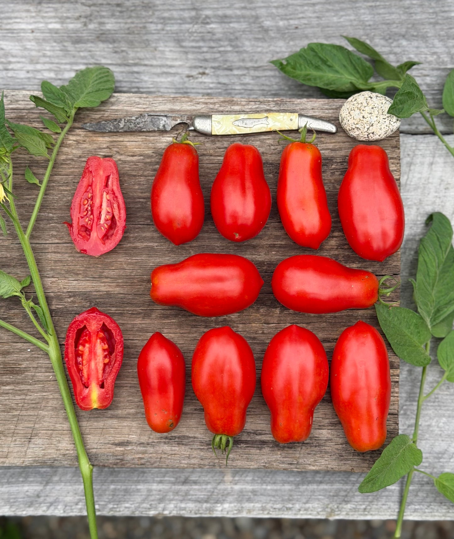 Ten fingers of Naples tomato seed