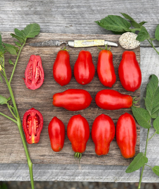 Ten fingers of Naples tomato seed
