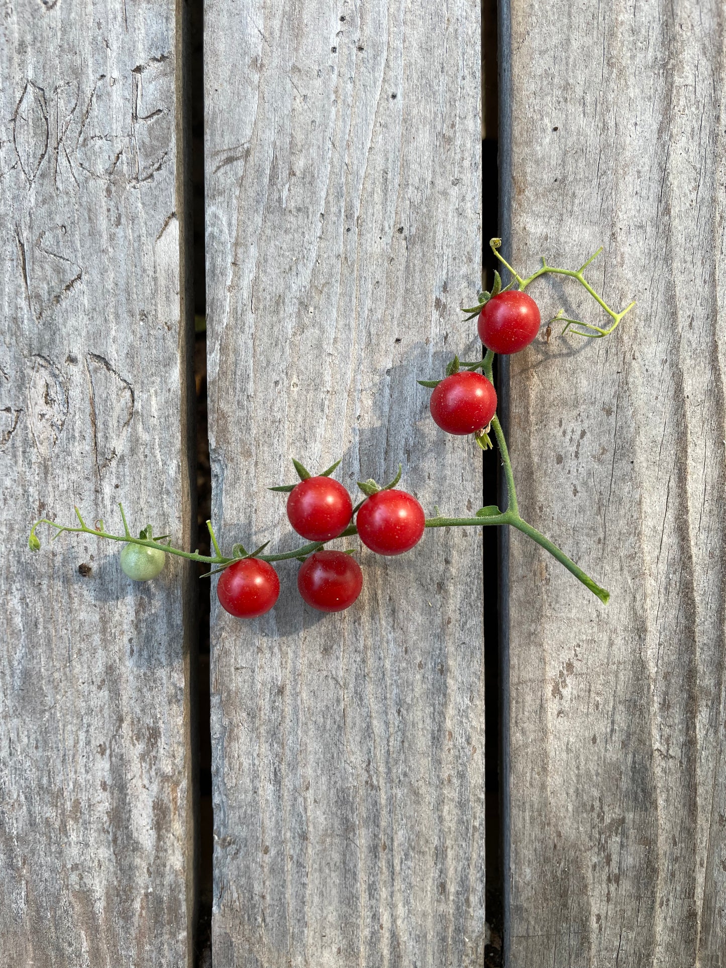 Matt’s Wild Cherry heirloom tomato