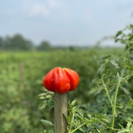 True Black Brandywine Heirloom Tomato Seed – Happy Cat Farm