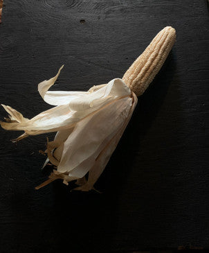 Iroquois Tooth Corn Seed
