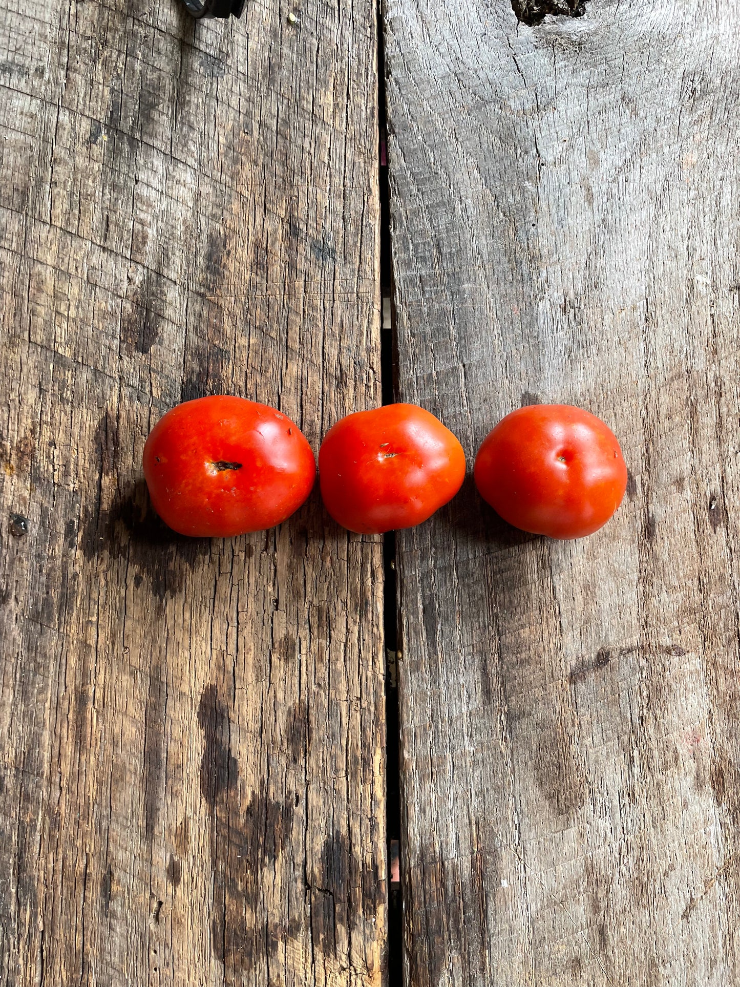 Plate de Haiti Heirloom Tomato Seeds