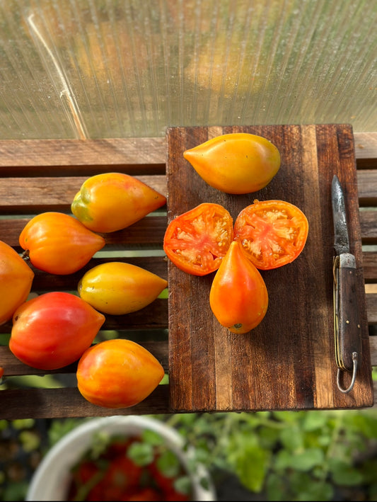 MARIMAS PRAISE HEIRLOOM TOMATO SEED