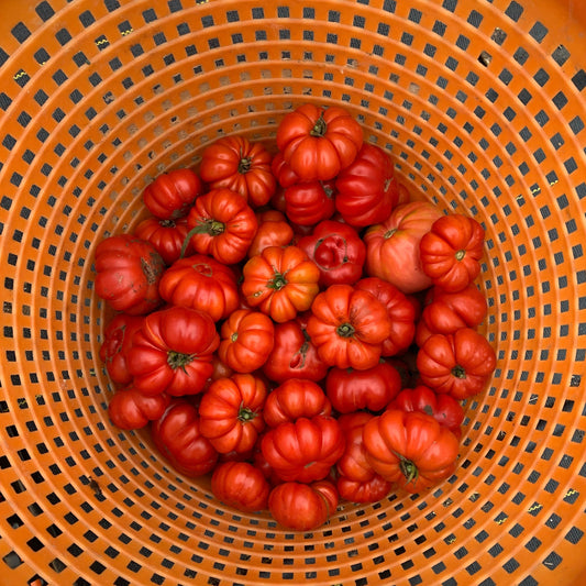 Costoluto Fiorentino Heirloom Tomato Seed