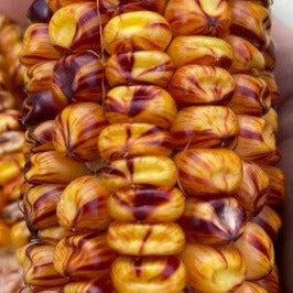 Brindle corn (maize) heirloom seeds