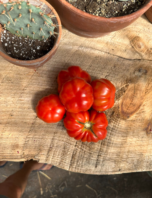 Pisanello da Bruschetta heirloom tomato seeds