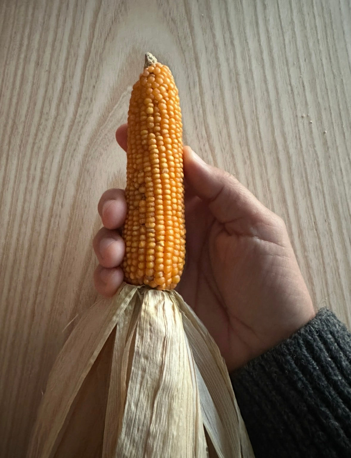Pignoletto corn seed