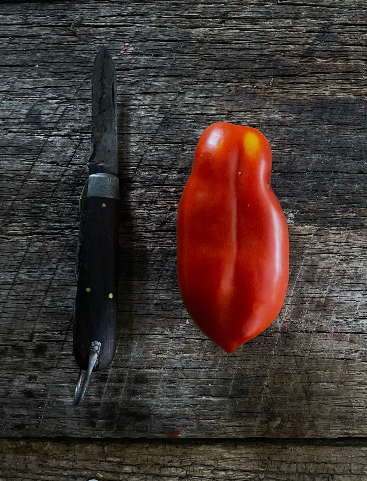 San Marzano Pomodoro Heirloom Seed