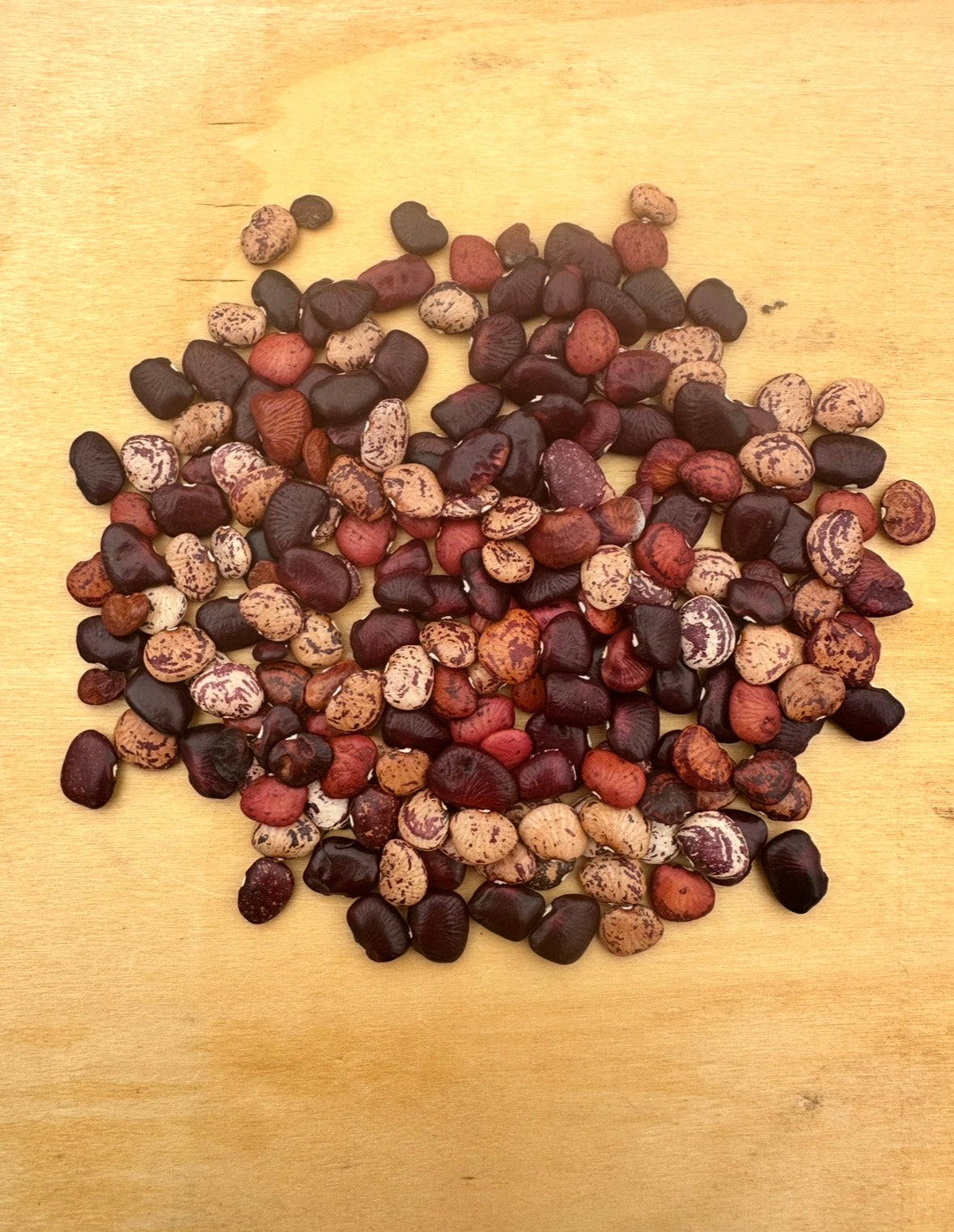 Willowleaf Colored Pole Lima Bean Seed (Butterbeans)