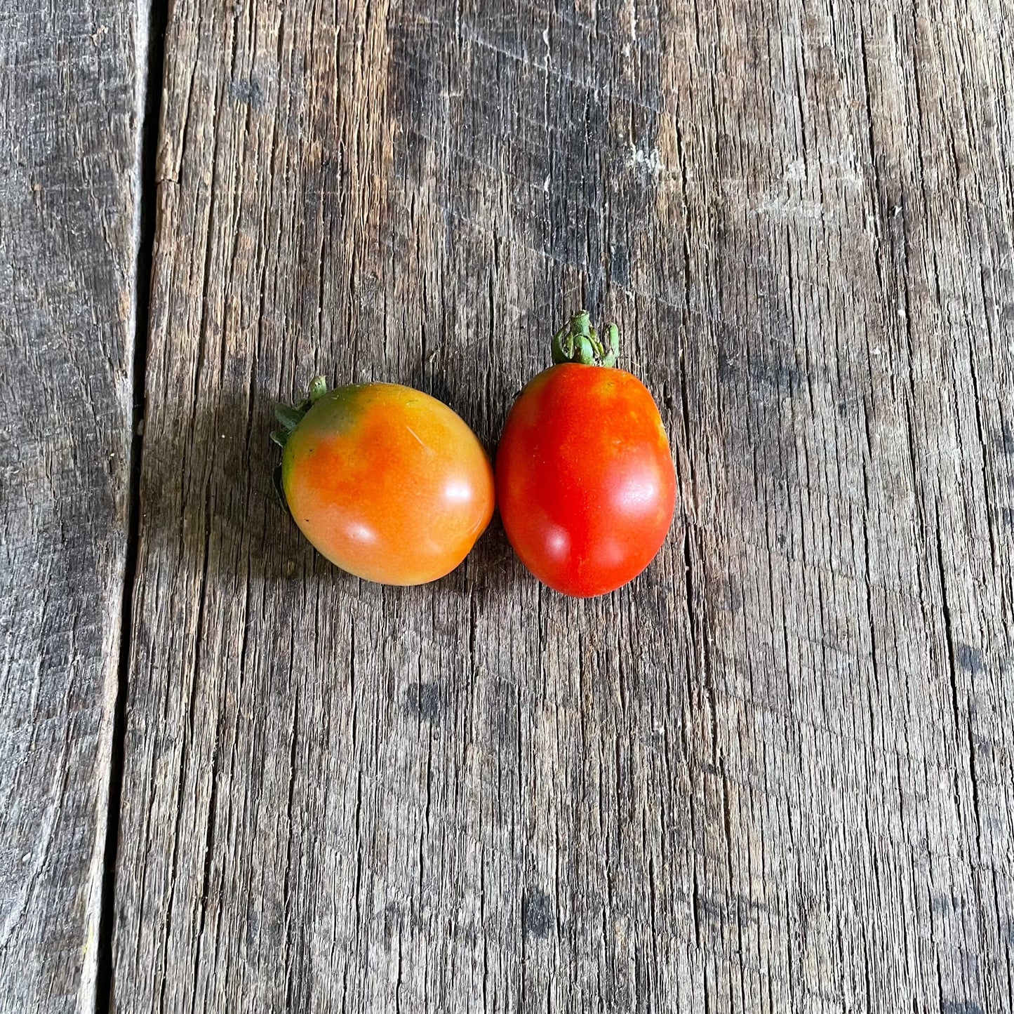 Riegart Heirloom Tomato Seeds