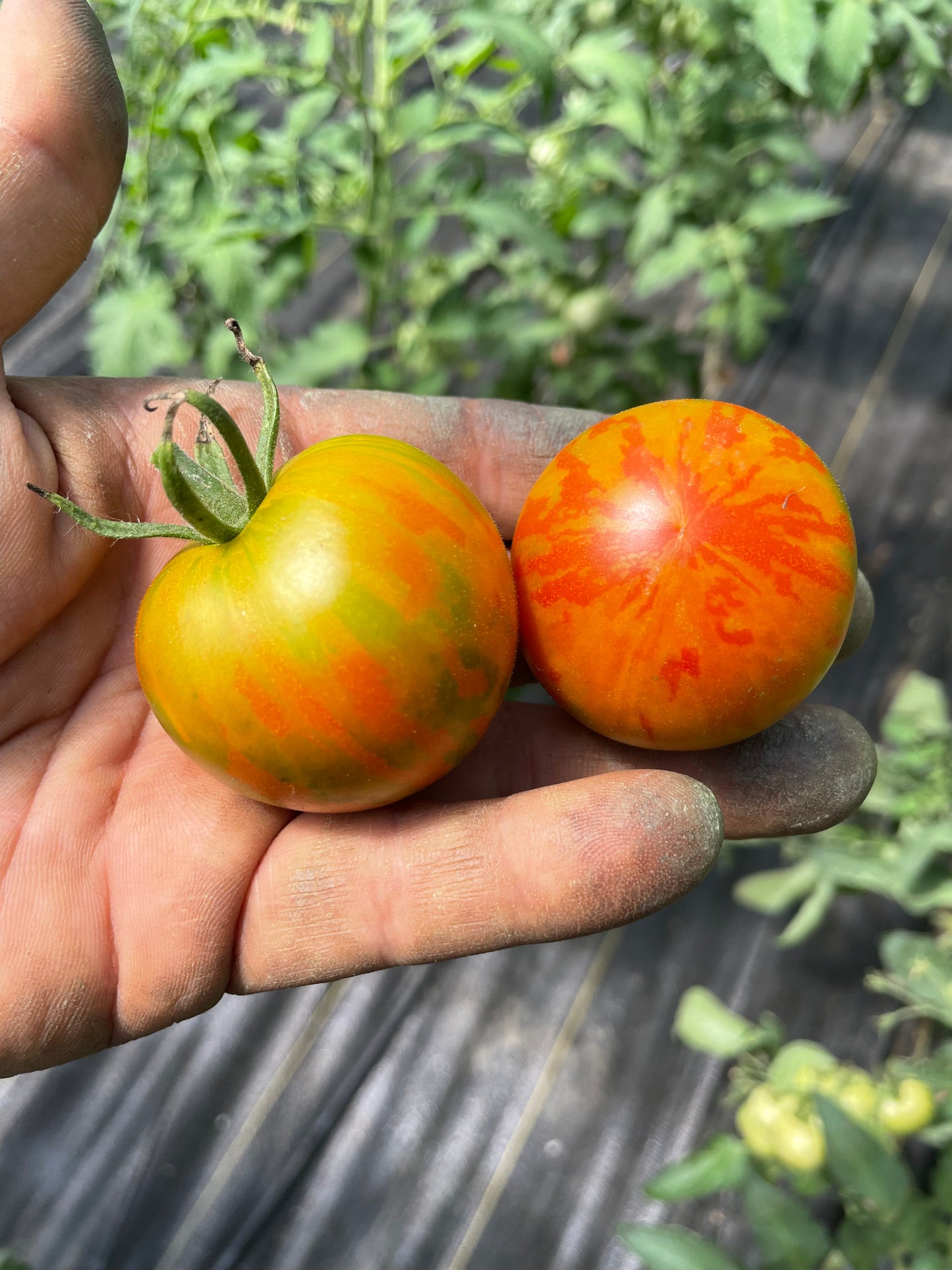 Tigerella Heirloom Tomato Seeds