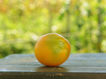 Jaune du Chardonne Heirloom Tomato seeds