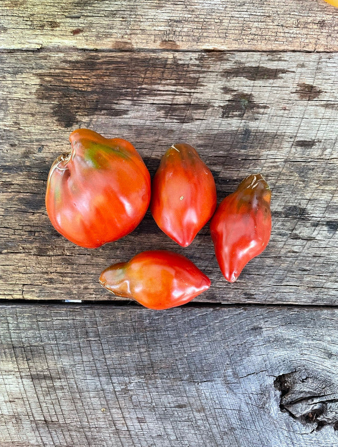 Black Cuban Pepper Tomato heirloom seed